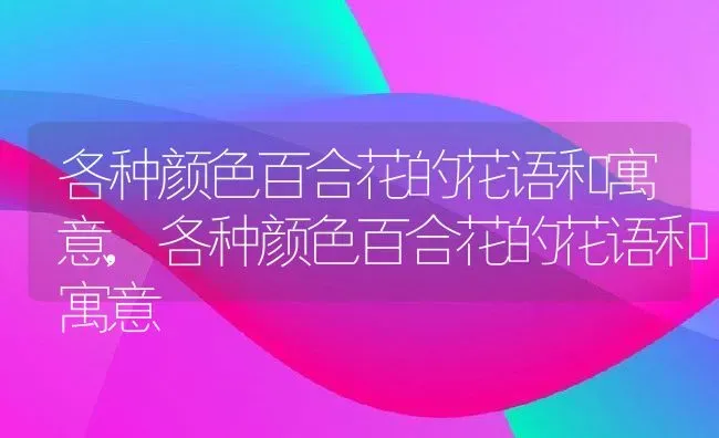 各种颜色百合花的花语和寓意,各种颜色百合花的花语和寓意 | 养殖常见问题