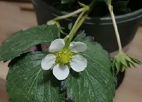 植物常识问题|草莓苗总是种不活的原因