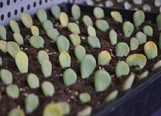 植物常识问题|扦插多肉植物都有什么窍门