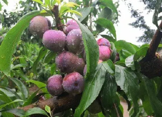 植物常识问题|目前最好的桃树品种 最有前景的早熟桃树品种排名