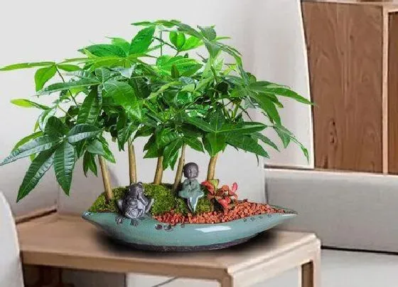 植物常识问题|发财树怎么养殖保准枝繁叶茂