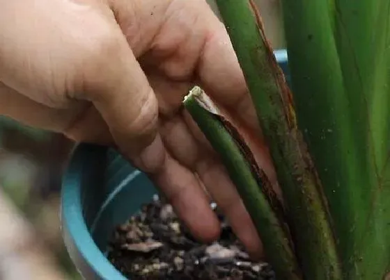 植物常识问题|夏季鹤望兰如何修剪生长更好