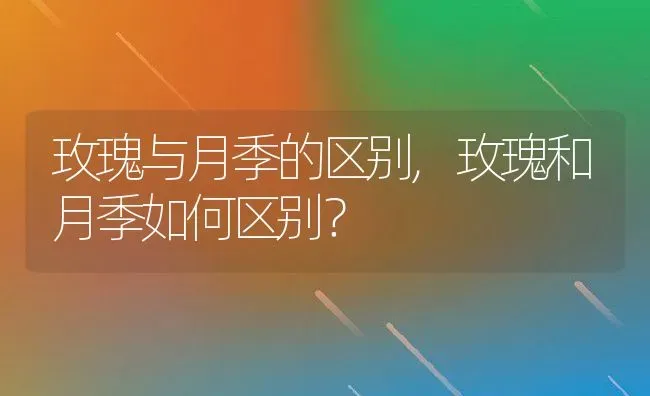 玫瑰与月季的区别,玫瑰和月季如何区别？ | 养殖常见问题