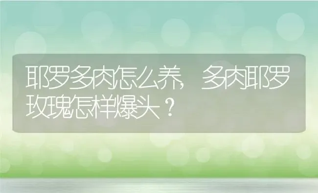 耶罗多肉怎么养,多肉耶罗玫瑰怎样爆头？ | 养殖常见问题