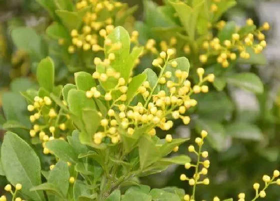 植物常识问题|米兰黄叶是什么原因  怎么处理