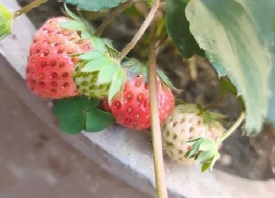 植物常识问题|草莓如何养护花朵形成的果实多