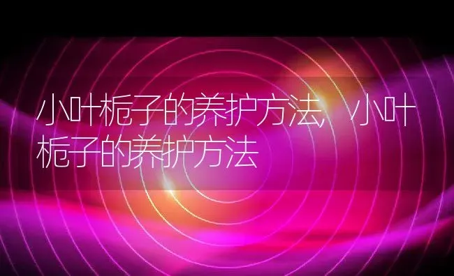 小叶栀子的养护方法,小叶栀子的养护方法 | 养殖常见问题
