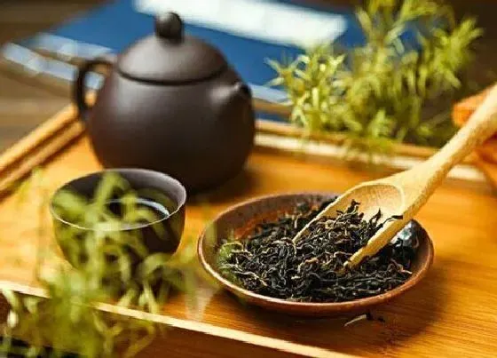 植物常识问题|茶叶的品种有哪些