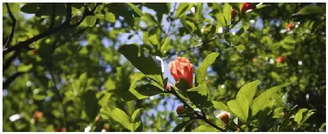 石榴花种植注意事项 | 农业常识