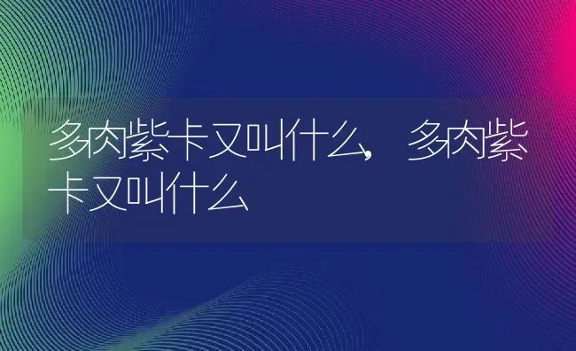 多肉紫卡又叫什么,多肉紫卡又叫什么 | 养殖常见问题