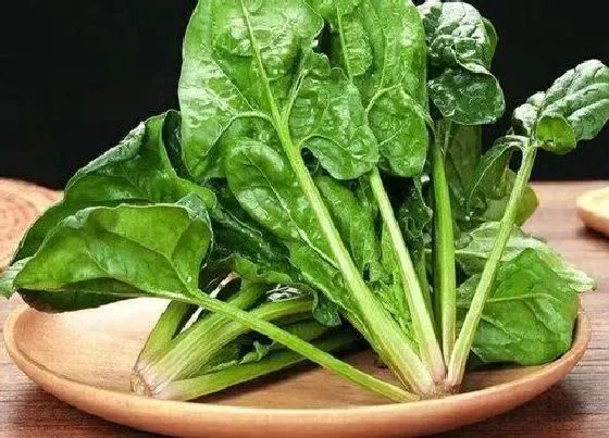 植物常识问题|叶菜类蔬菜有哪些 常见的绿色叶菜类蔬菜大全（图片）