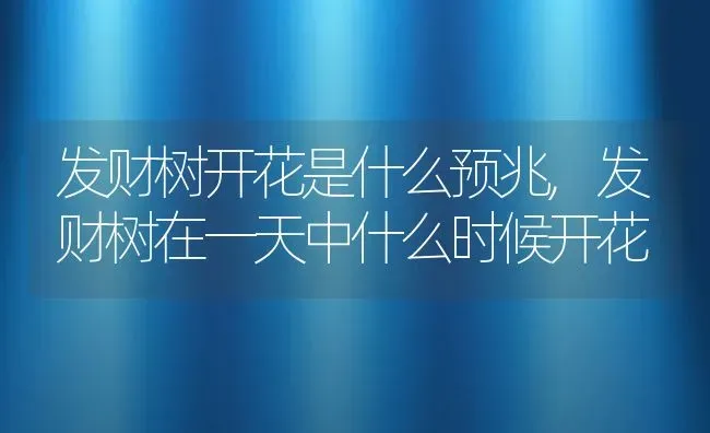 发财树开花是什么预兆,发财树在一天中什么时候开花 | 养殖常见问题