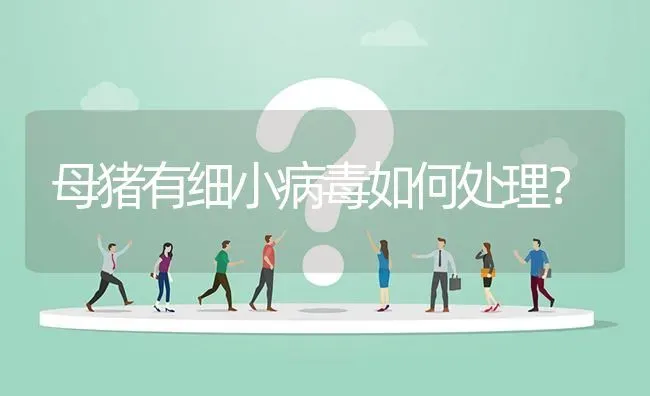 母猪有细小病毒如何处理? | 养殖问题解答