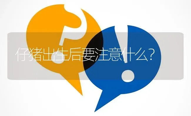 仔猪出生后要注意什么? | 养殖问题解答