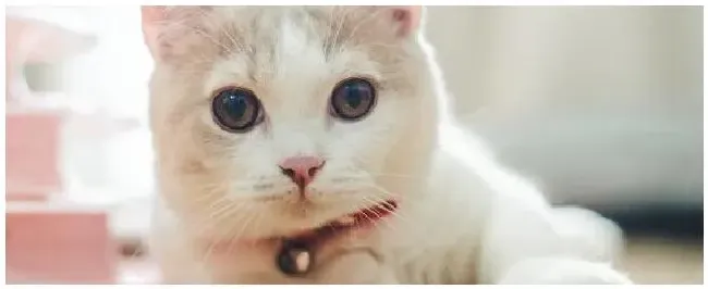猫粪做肥料的危害 | 生活常识