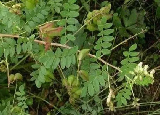 植物常识问题|黄芪的功效与作用及食用方法