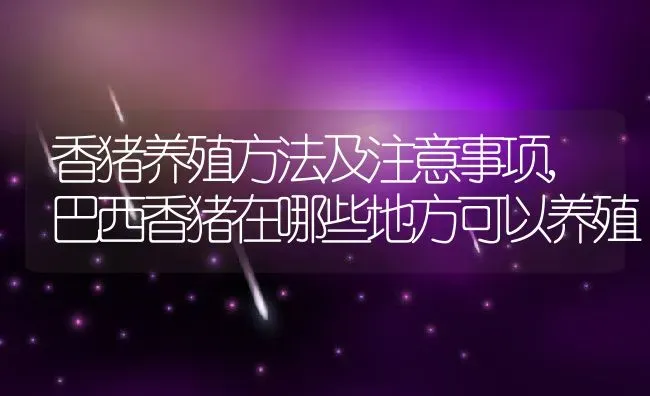 香猪养殖方法及注意事项,巴西香猪在哪些地方可以养殖 | 养殖常见问题