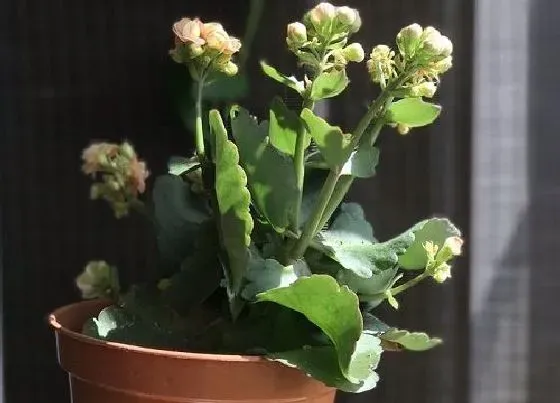 植物常识问题|长寿花得了病菌都有哪些挽救诀窍