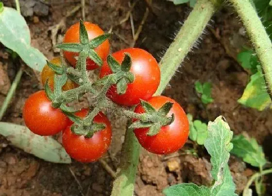 植物常识问题|西红柿含糖量高吗