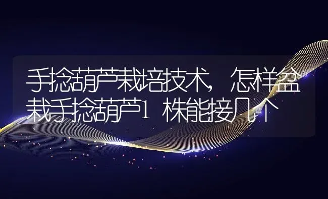 手捻葫芦栽培技术,怎样盆栽手捻葫芦1株能接几个 | 养殖常见问题