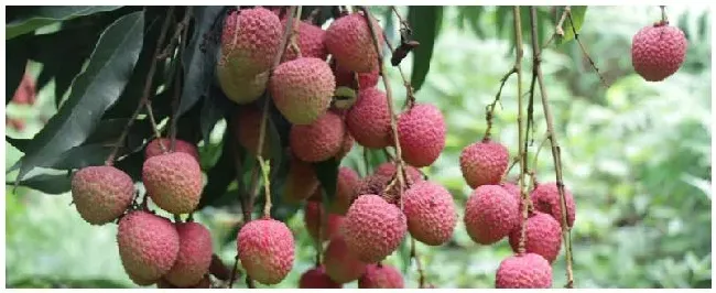 荔枝喷农药多久可以吃 | 农业答疑