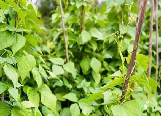 植物常识问题|豆角为什么不开花不结果 豆角只开花不结荚怎么办