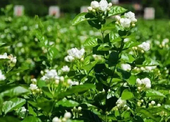 植物常识问题|怎样养殖才能让非洲茉莉开花呢