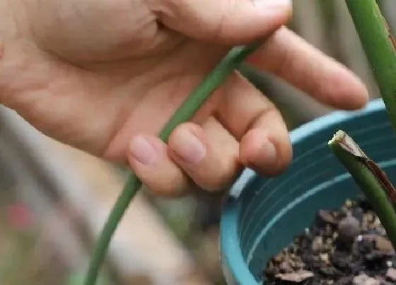 植物常识问题|夏季鹤望兰如何修剪生长更好