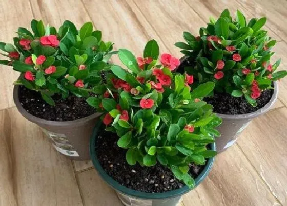 植物常识问题|虎刺梅盆景上盆养护的注意事项