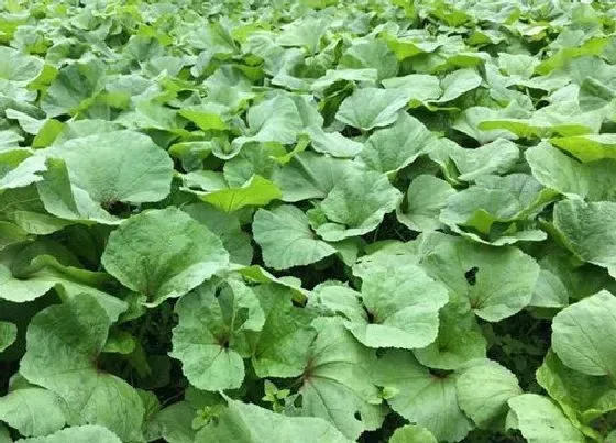 植物常识问题|夏季高温对蔬菜生长的影响（蔬菜高温生产的防御措施）