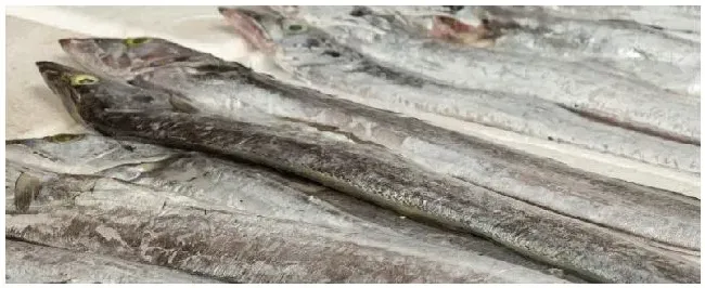 带鱼是不是热带鱼 | 三农问答