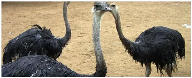 鸵鸟拉不出屎为什么 | 三农答疑