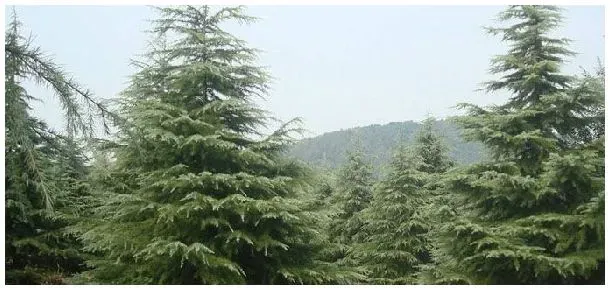雪松产地 | 农业答疑