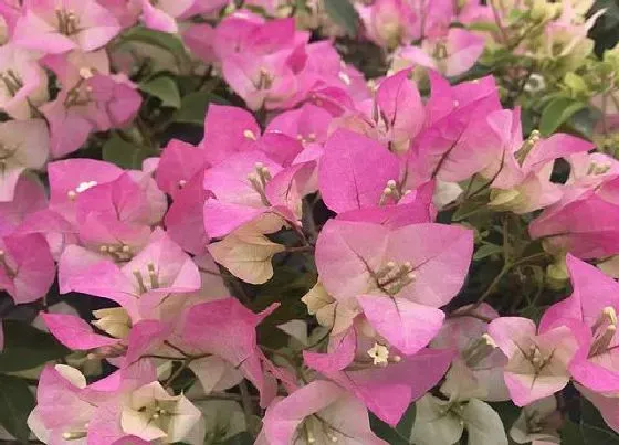 植物常识问题|三角梅开花后如何浇水（三角梅花期的时候怎样浇水正确）