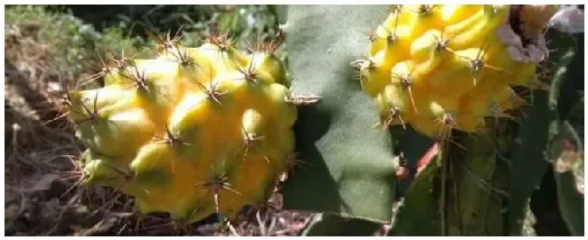 燕窝果种植几年挂果 | 农业答疑