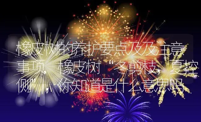 橡皮树的养护要点及及注意事项,橡皮树“冬剪枝，夏控侧”，你知道是什么意思吗 | 养殖常见问题