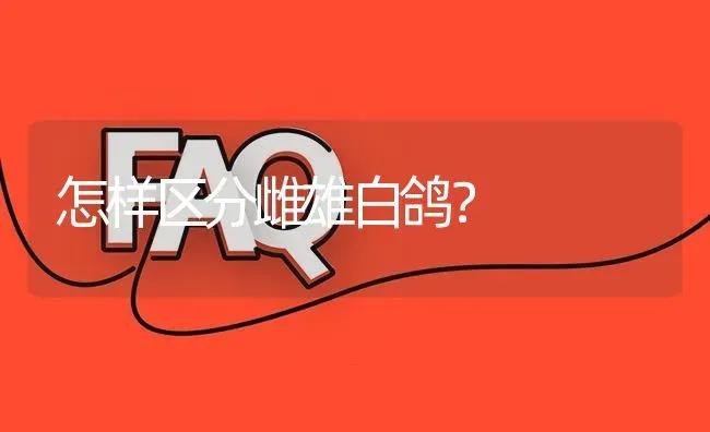 怎样区分雌雄白鸽? | 养殖问题解答