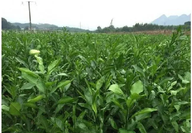 沙田柚种植几年可以挂果 | 科普知识