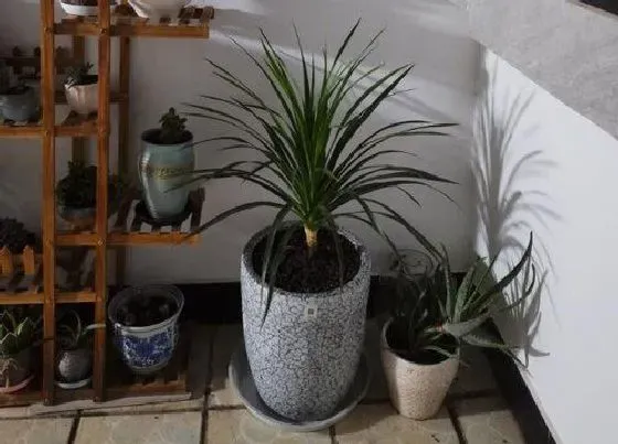 植物常识问题|怎样才能把生机兰养好  养殖方法