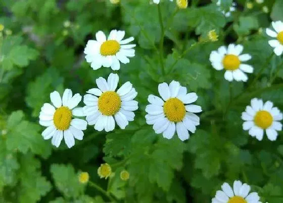 植物常识问题|白菊花的功效与作用