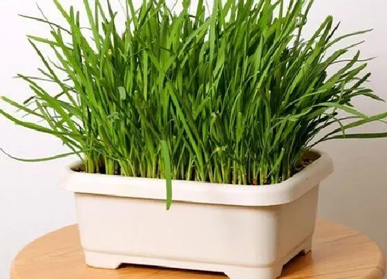 植物常识问题|叶菜类蔬菜有哪些 常见的绿色叶菜类蔬菜大全（图片）