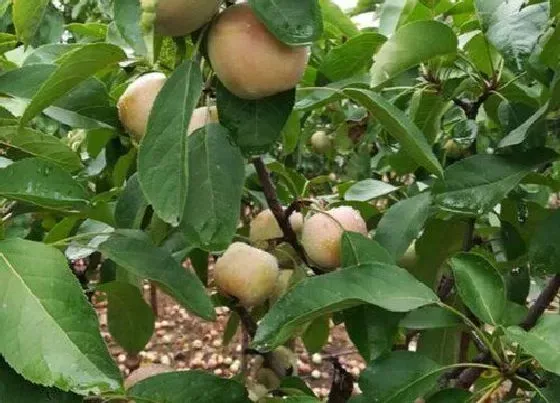 植物常识问题|苹果的生长过程