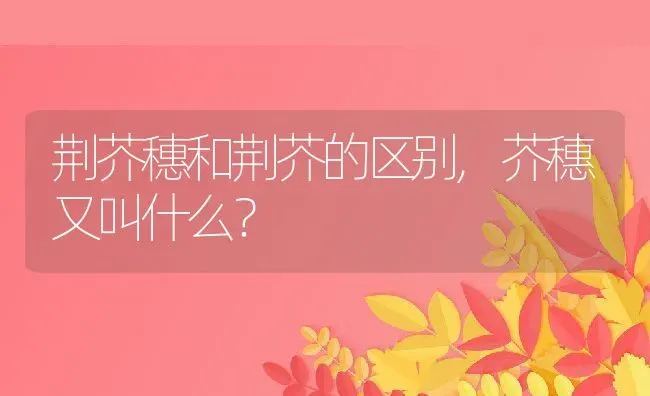 荆芥穗和荆芥的区别,芥穗又叫什么？ | 养殖常见问题