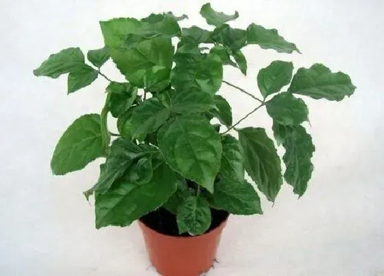 植物常识问题|如何轻松在家养殖绿宝石