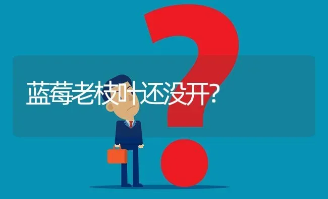 蓝莓老枝叶还没开? | 养殖问题解答