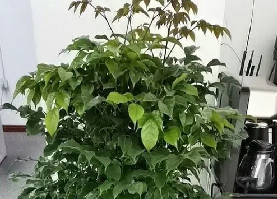 植物常识问题|幸福树如何制作盆景