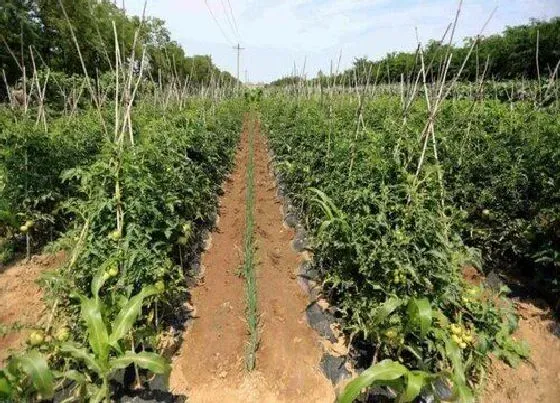 植物常识问题|豆角为什么不开花不结果 豆角只开花不结荚怎么办