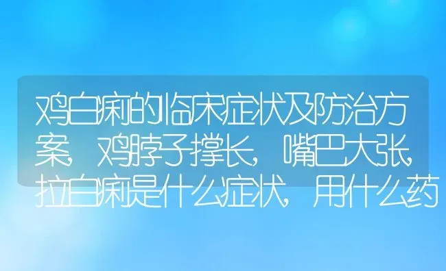 鸡白痢的临床症状及防治方案,鸡脖子撑长,嘴巴大张,拉白痢是什么症状,用什么药 | 养殖常见问题