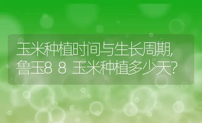 玉米种植时间与生长周期,鲁玉88玉米种植多少天？ | 养殖常见问题