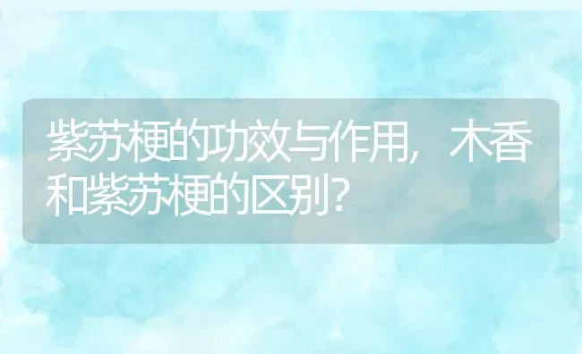 紫苏梗的功效与作用,木香和紫苏梗的区别？ | 养殖常见问题